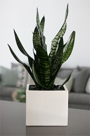 Outdoors-Indoors-Office-Plant-Hire-9